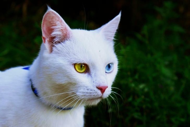 Enfoque superficial de un gato blanco