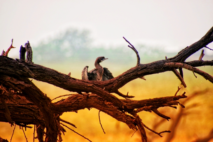 Shallow Focus of Brown Bird on Bare Tree