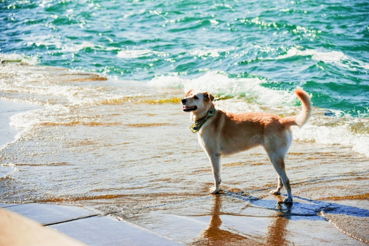 Dog on Seashore