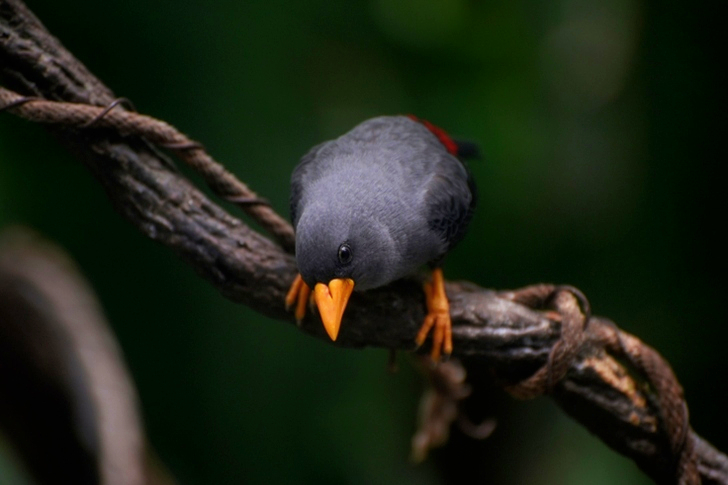 Gray Bird on Selective Focus