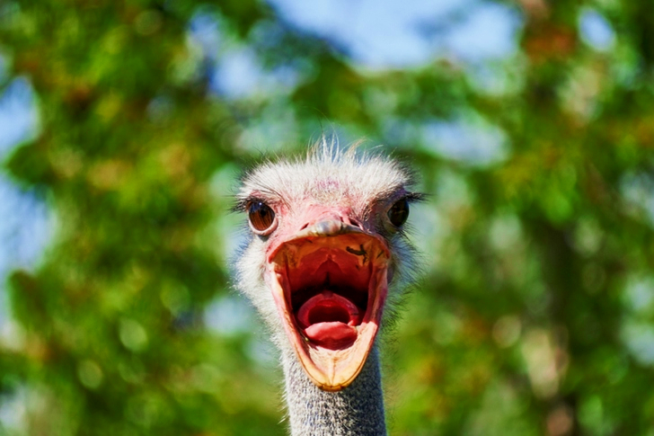 Grey Bird in Close-up