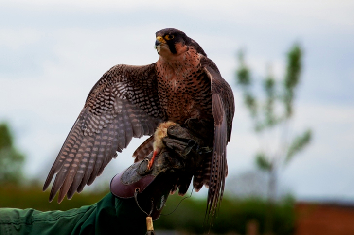 Brown Bird on Person's Hand