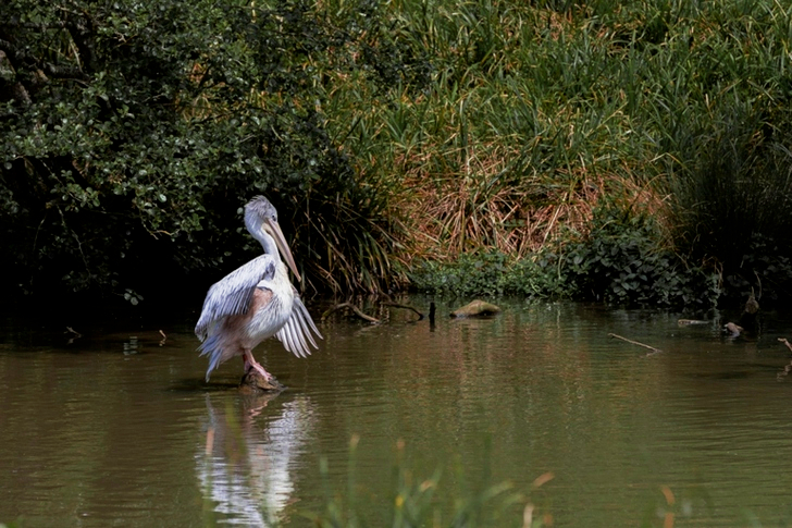Pelican on Body of Water
