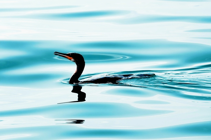 Double-crested Cormorant on Water
