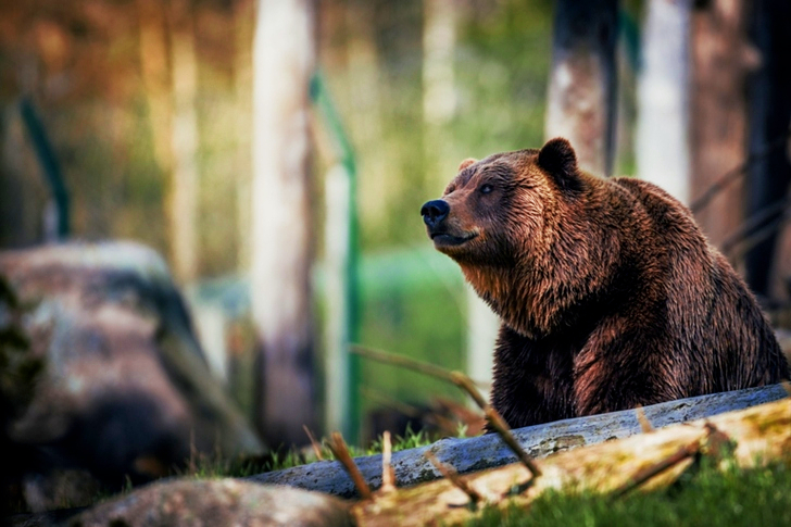 Close-Up of Grizzly Bear