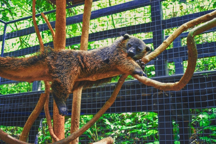 Brunch Des Animaux Sur L'arbre