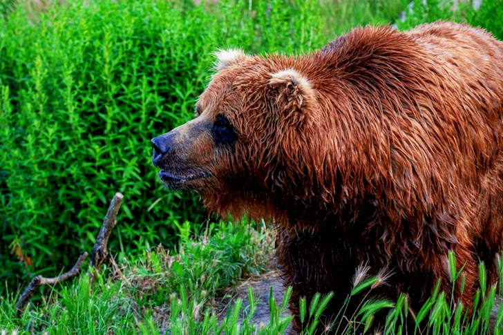 Brown Bear on Green Grass
