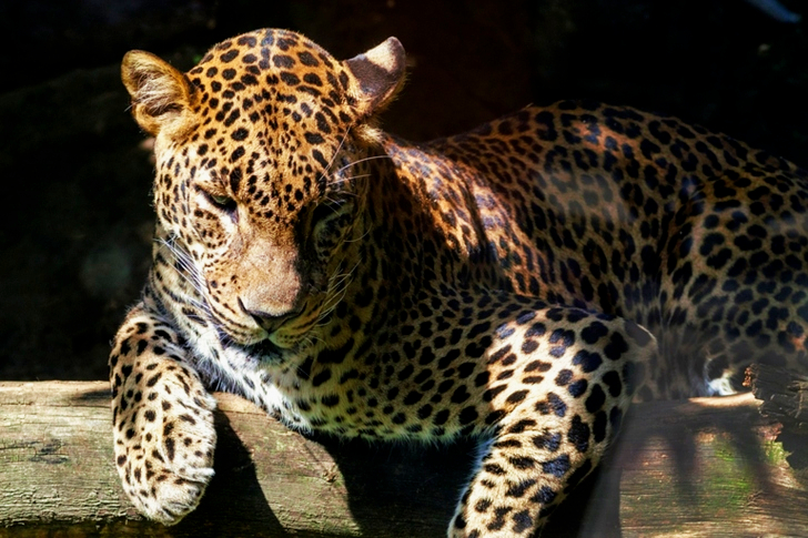 Leopard Laying on Brown Wood Log
