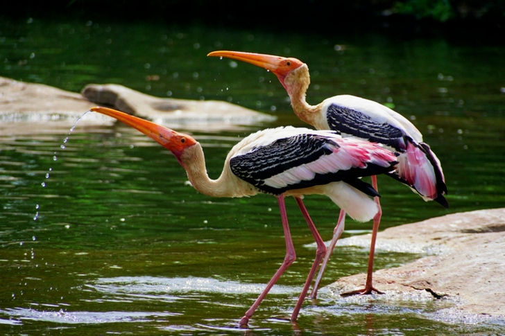Close-Up of Birds Drinking Water