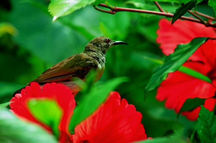 Close-Up of Purple-rumped sunbird