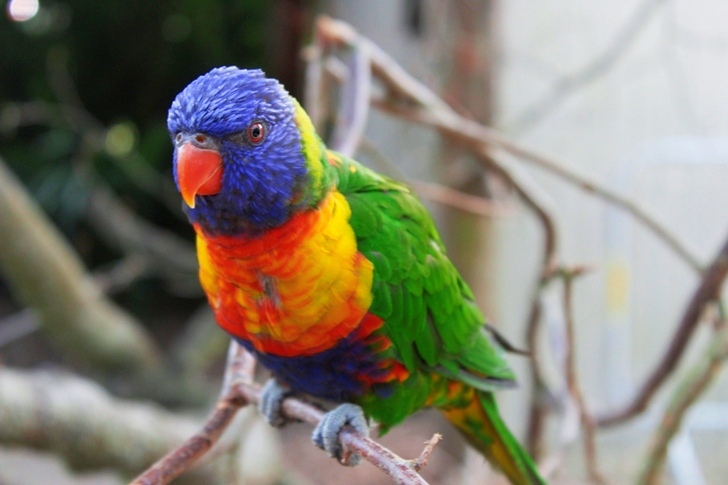 Close-Up of Colorful Bird