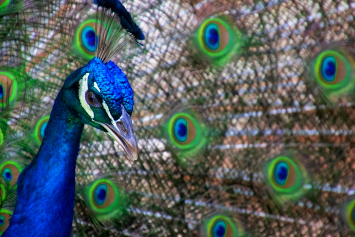 Close-up do pavão azul e verde