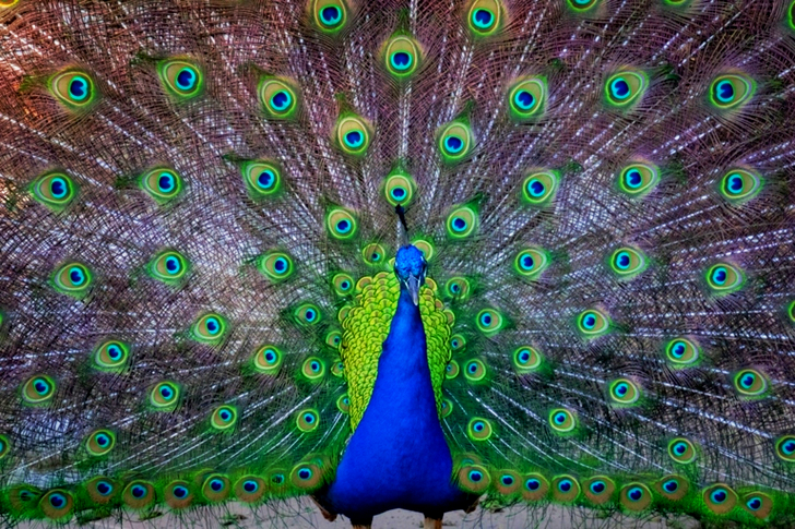 Blue and Green Peafowl