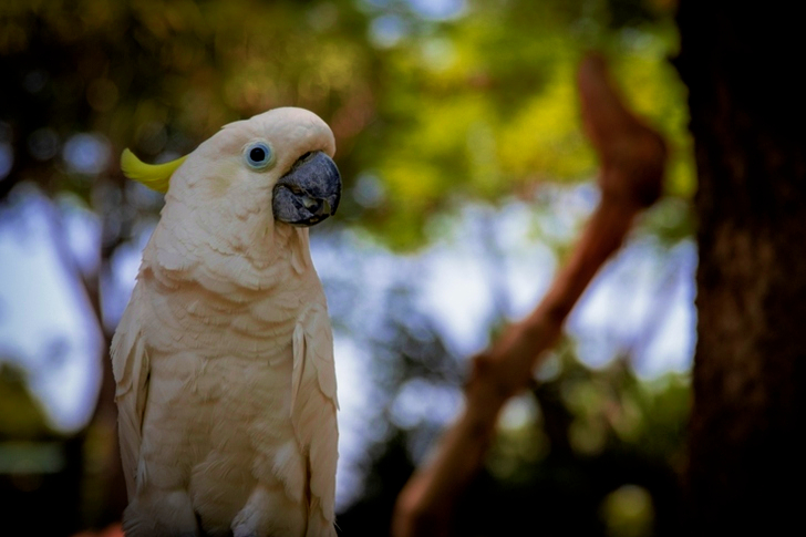 y of a White Parrot