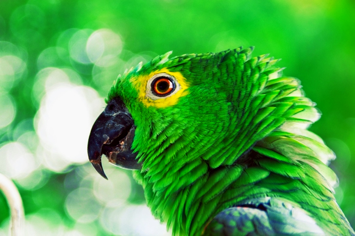 Close-Up of Green Parrot