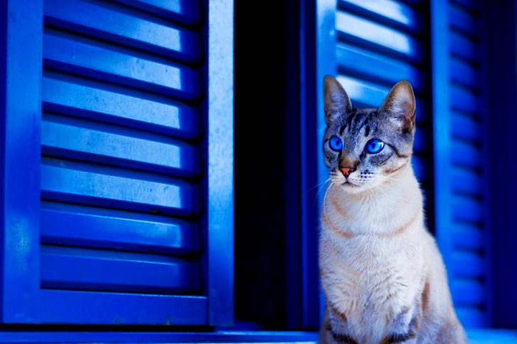 Cat With Blue Eyes By the Window