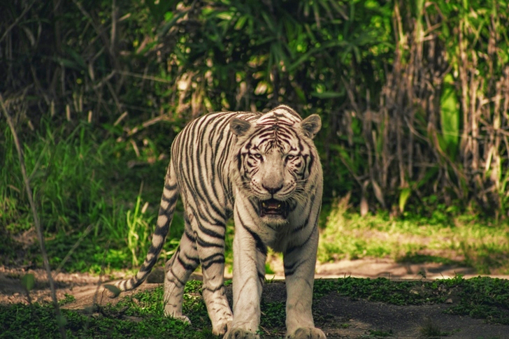 White Tiger