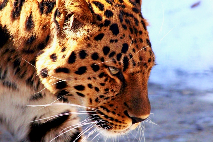 Brown Leopard