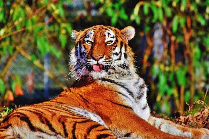 Orange Tiger Sticking Its Mouth Out