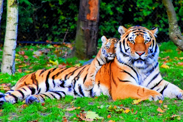 Tiger and Cub Lying Down on Grass