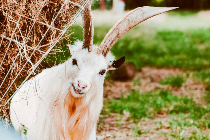 White Goat