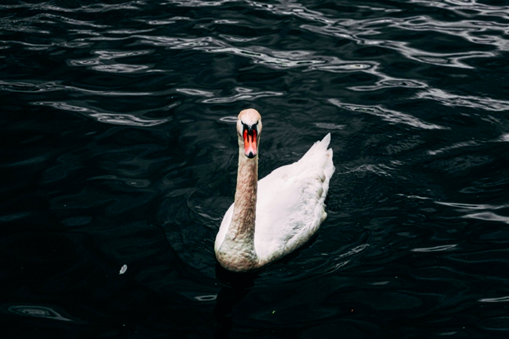 White Swan on Body of Water