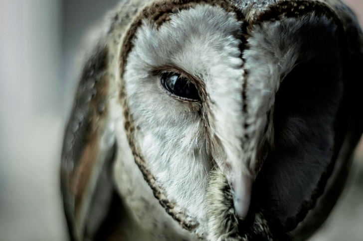 올빼미의 클로즈업