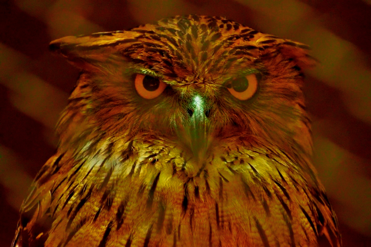 Close-Up of Brown Owl