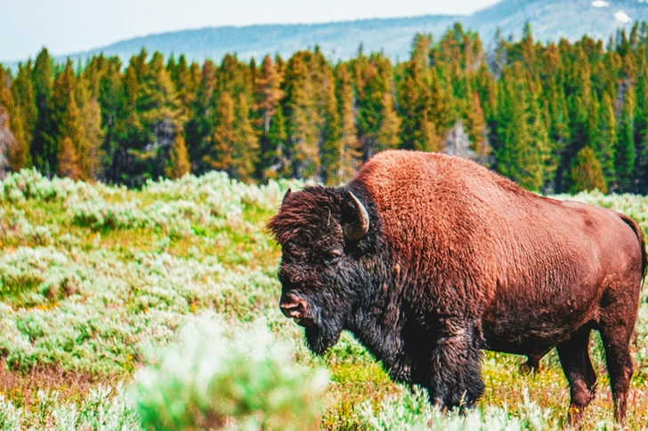 Selective Focus of Bison