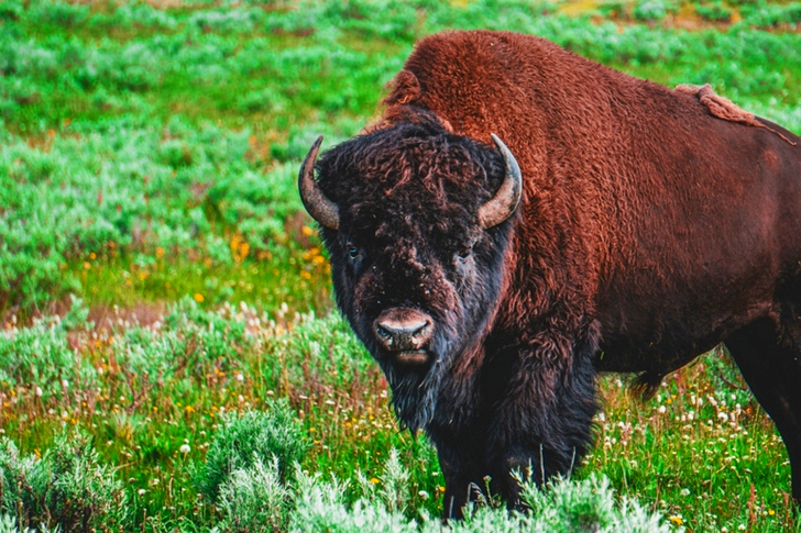 Bison on Grass Field
