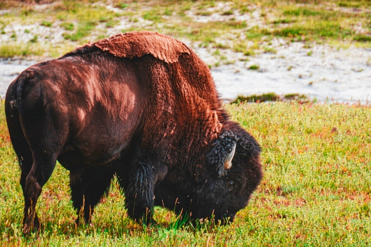 Bison Eating Grass