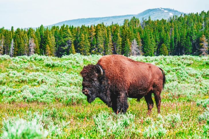 Bison on Grass Field