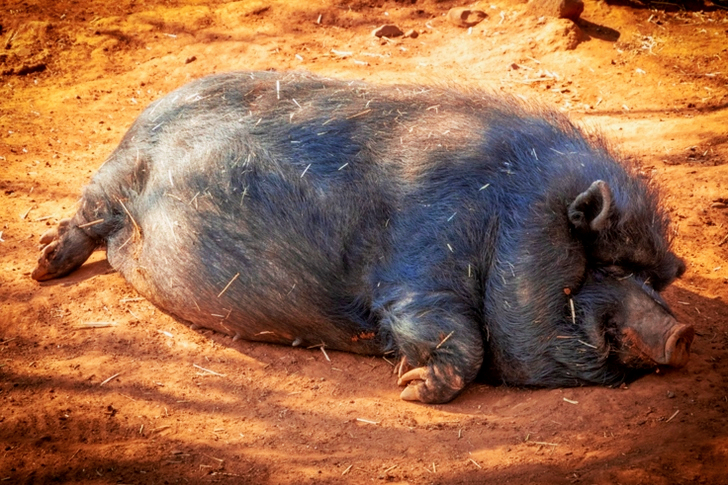 Black Hog Prone Lying on Soil Under Shade of Tree