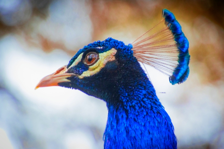Focus of Blue Peacock
