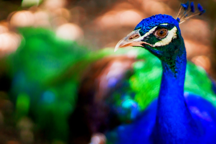 Tilt Shift Lens of Blue Peacock