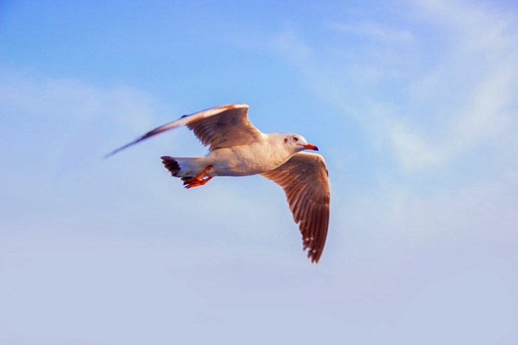 White Seagull Flying Under Blue Sky
