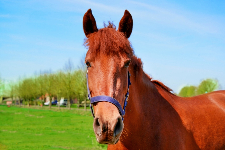 Close-Up of Brown Horse