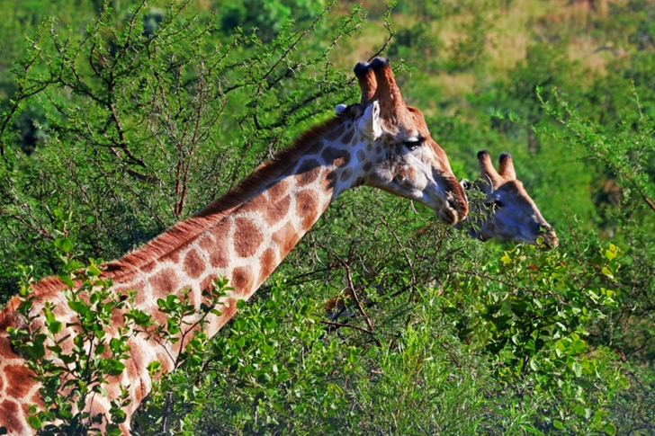 Close-Up of Giraffe Near Trees