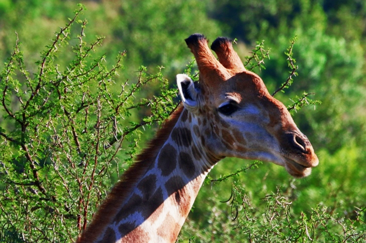 Close-Up of Giraffe Head