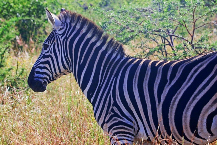 Close-Up of Zebra