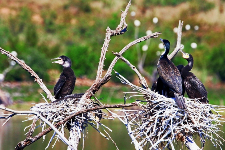 Close-Up of Black Birds Perched on Branch