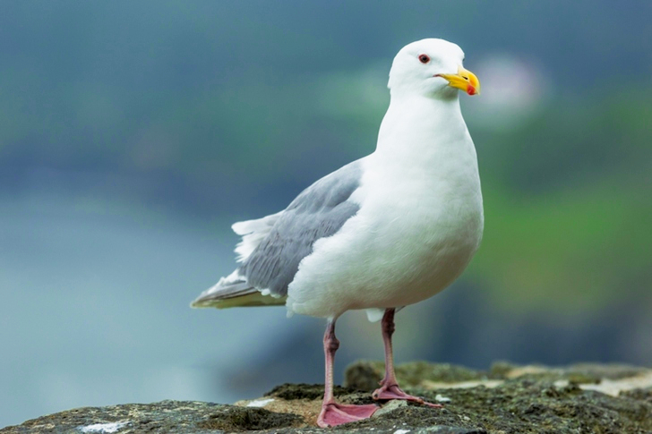 Close-Up of Seagull on Rock