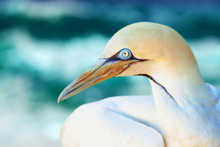 Close-Up of White Bird