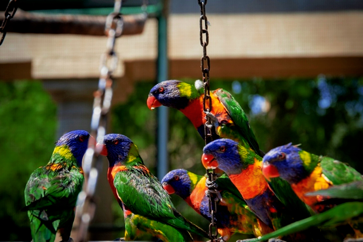 Colorful Birds