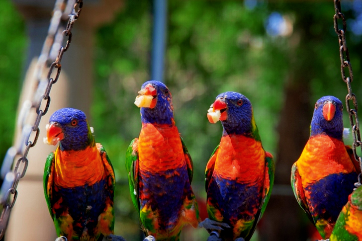 Close-Up of Four Parrots
