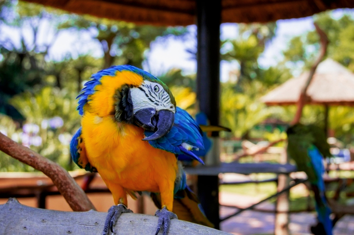 Close-Up of Macaw Perched On Branch