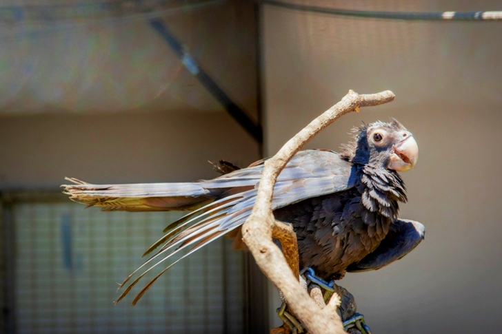 앵무새의 클로즈업