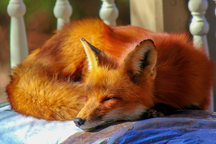Close-Up of Sleeping Fox