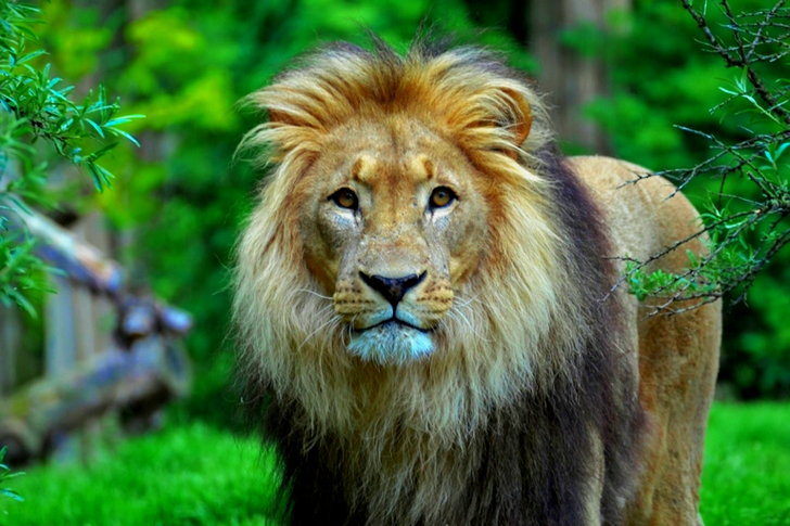ライオンのクローズアップ