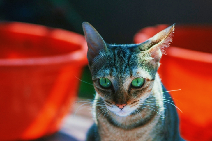 Close-up of Brown Cat